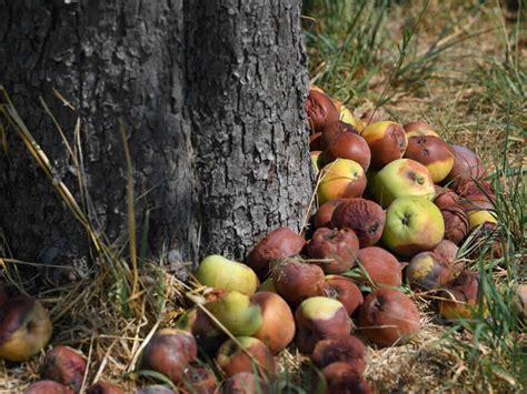 fruits that produce ethylene|When To Ripen, When To Rot. Fruits' Secrets Revealed : The .